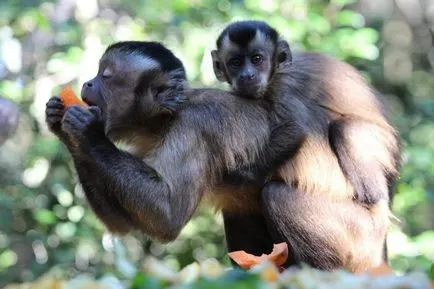 Negru-maro sau Capuchin Crested, el este un faun