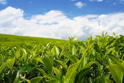 Ceylon tea előnyei és előkészítési szabályok