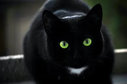 Черните котки - малка пантера