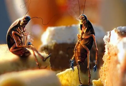 Хлебарките са опасни за хората и това, което те носят болести
