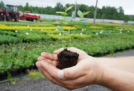 plantare de afine Garden și de îngrijire la domiciliu în grădini