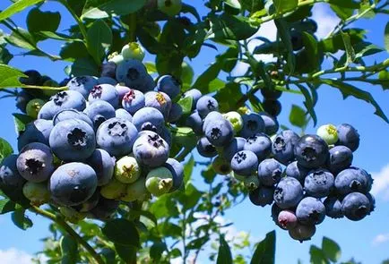 Blueberry градина засаждане и грижи в дома градини