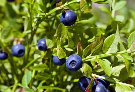 Blueberry градина засаждане и грижи в дома градини