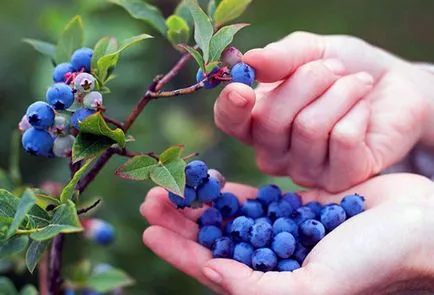 Blueberry градина засаждане и грижи в дома градини