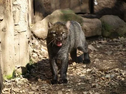 Какво е толкова интересна котка ягуарунди, в челюстите на животни