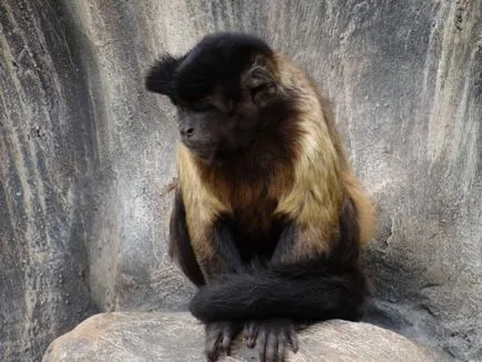 Negru-maro sau Capuchin Crested, el este un faun