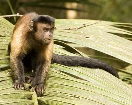 Negru-maro sau Capuchin Crested, el este un faun