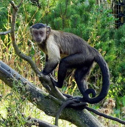 Negru-maro sau Capuchin Crested, el este un faun