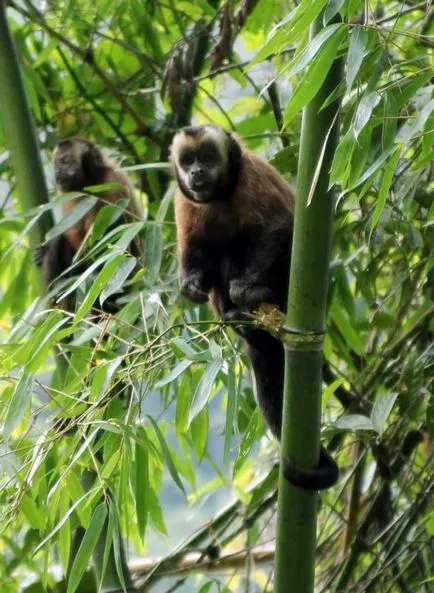 Negru-maro sau Capuchin Crested, el este un faun