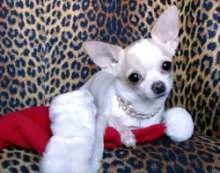 Chi-hua-hua, Chihuahua, Chihuahueno, Chihuahua