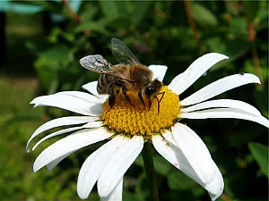 Какво кара хората от пчелите, моя сайт