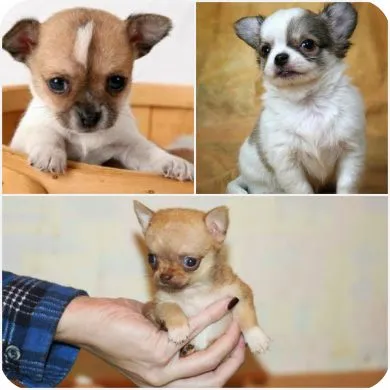 Chihuahua pui cum de a alege madchik sau fată (foto)
