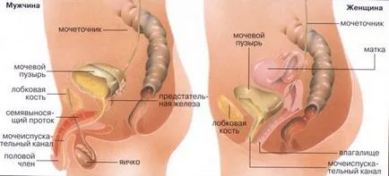 Mi marad a köldök okoz hasi fájdalom bal rendetlenség és zavar