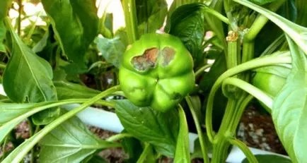 Mit megjelenése foltok a leveleken a paprika