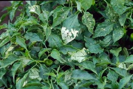 Mit megjelenése foltok a leveleken a paprika