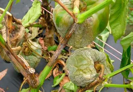 Mit megjelenése foltok a leveleken a paprika