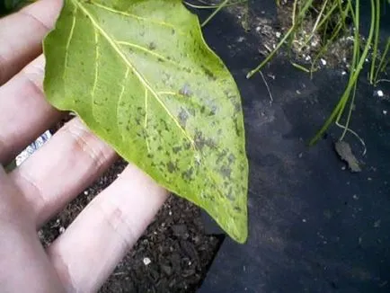 Mit megjelenése foltok a leveleken a paprika