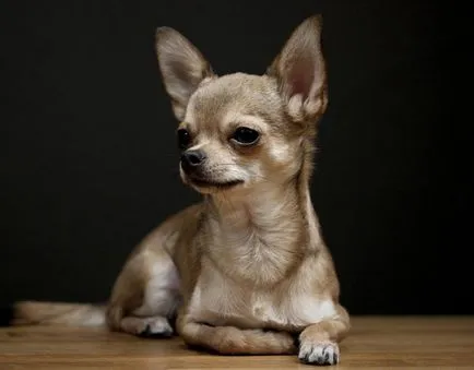 Chihuahua - fotografii, descriere, caracter, îngrijire și întreținere, cumpărare