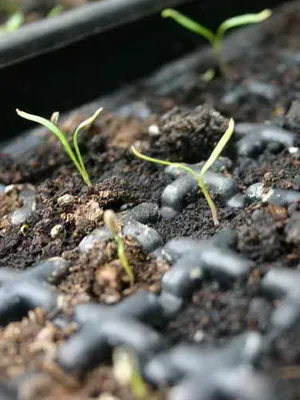 fotografii flori Saxifrage și nume de specii, de plantare, îngrijirea și cultivarea plantelor din grădină