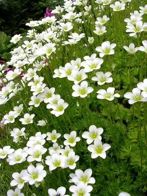 fotografii flori Saxifrage și nume de specii, de plantare, îngrijirea și cultivarea plantelor din grădină