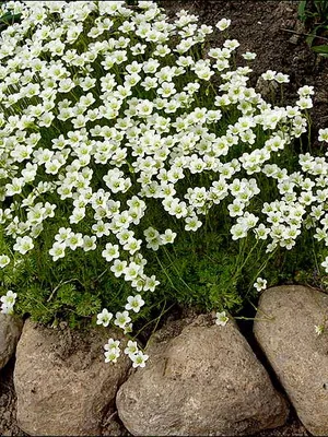 fotografii flori Saxifrage și nume de specii, de plantare, îngrijirea și cultivarea plantelor din grădină