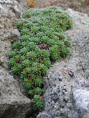 fotografii flori Saxifrage și nume de specii, de plantare, îngrijirea și cultivarea plantelor din grădină