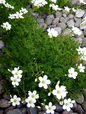 fotografii flori Saxifrage și nume de specii, de plantare, îngrijirea și cultivarea plantelor din grădină