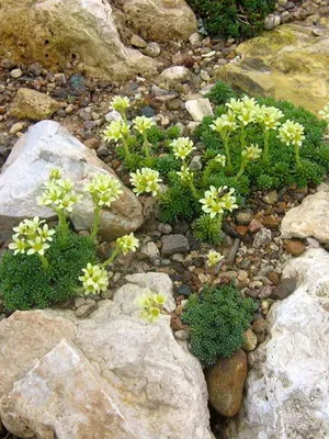 fotografii flori Saxifrage și nume de specii, de plantare, îngrijirea și cultivarea plantelor din grădină