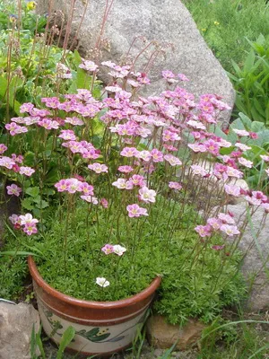 fotografii flori Saxifrage și nume de specii, de plantare, îngrijirea și cultivarea plantelor din grădină