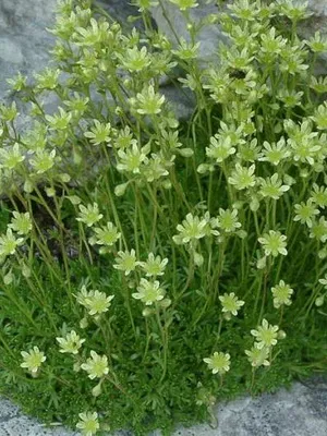 fotografii flori Saxifrage și nume de specii, de plantare, îngrijirea și cultivarea plantelor din grădină