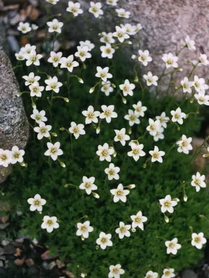 fotografii flori Saxifrage și nume de specii, de plantare, îngrijirea și cultivarea plantelor din grădină