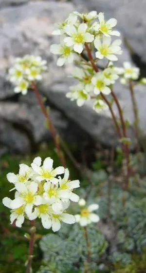 plante de gradina si casa descriere saxifrage flori - Flori Encyclopedia