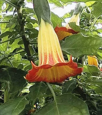 Miracle Flower - Brugmansia, hogyan növekszik a lakásban, és a kertben a szabadban