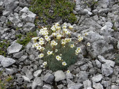 plante de gradina si casa descriere saxifrage flori - Flori Encyclopedia