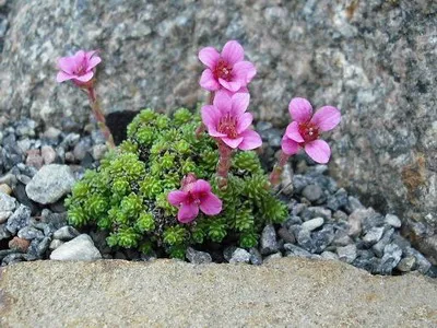 plante de gradina si casa descriere saxifrage flori - Flori Encyclopedia