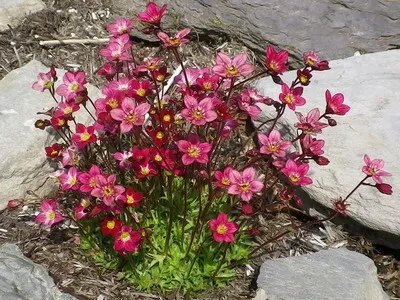 plante de gradina si casa descriere saxifrage flori - Flori Encyclopedia