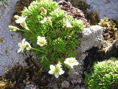 plante de gradina si casa descriere saxifrage flori - Flori Encyclopedia