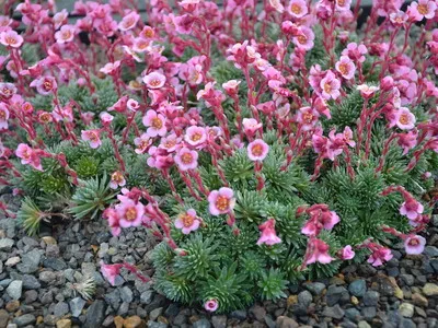 plante de gradina si casa descriere saxifrage flori - Flori Encyclopedia