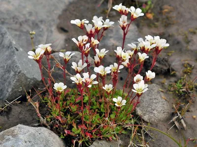 plante de gradina si casa descriere saxifrage flori - Flori Encyclopedia