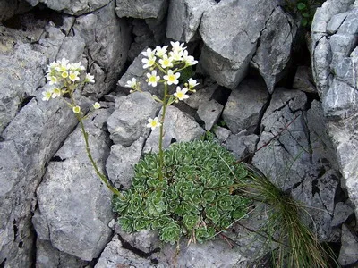 plante de gradina si casa descriere saxifrage flori - Flori Encyclopedia