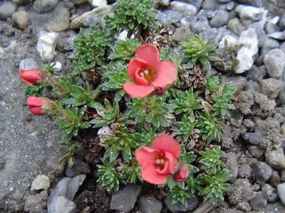 plante de gradina si casa descriere saxifrage flori - Flori Encyclopedia