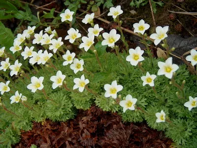 plante de gradina si casa descriere saxifrage flori - Flori Encyclopedia