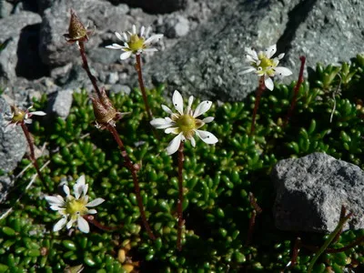 plante de gradina si casa descriere saxifrage flori - Flori Encyclopedia