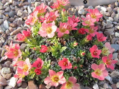 plante de gradina si casa descriere saxifrage flori - Flori Encyclopedia