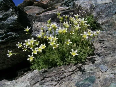 plante de gradina si casa descriere saxifrage flori - Flori Encyclopedia