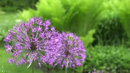 plantare de flori Allium și de îngrijire în câmp deschis ca o fotografie plantă