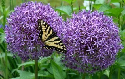 plantare de flori Allium și de îngrijire în câmp deschis ca o fotografie plantă