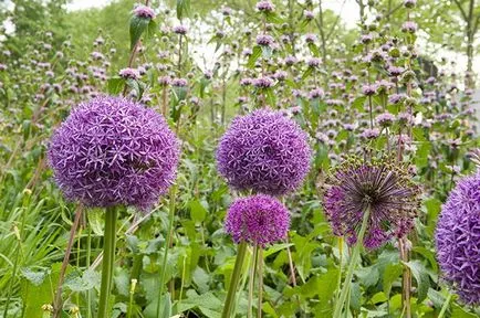 plantare de flori Allium și de îngrijire în câmp deschis ca o fotografie plantă