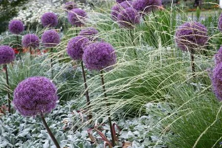 plantare de flori Allium și de îngrijire în câmp deschis ca o fotografie plantă