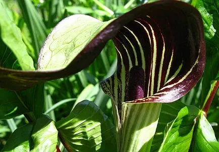 plantare de flori Allium și de îngrijire în câmp deschis ca o fotografie plantă